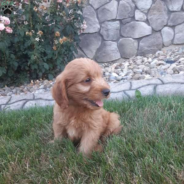 Waffles, Mini Goldendoodle Puppy